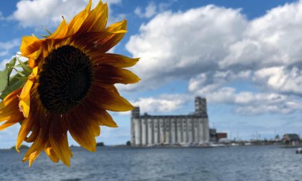 Sunflower and the terminal – by Cheryl May
