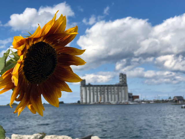 Sunflower and the terminal – by Cheryl May