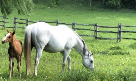 A fresh new foal…Rachel May